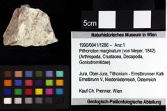 Foto (Objket + Etiketten) von Pithonoton marginatum (von Meyer, 1842) 